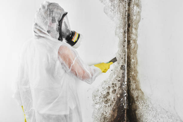 Why You Should Choose Our Mold Remediation Services in Terra Alta, WV